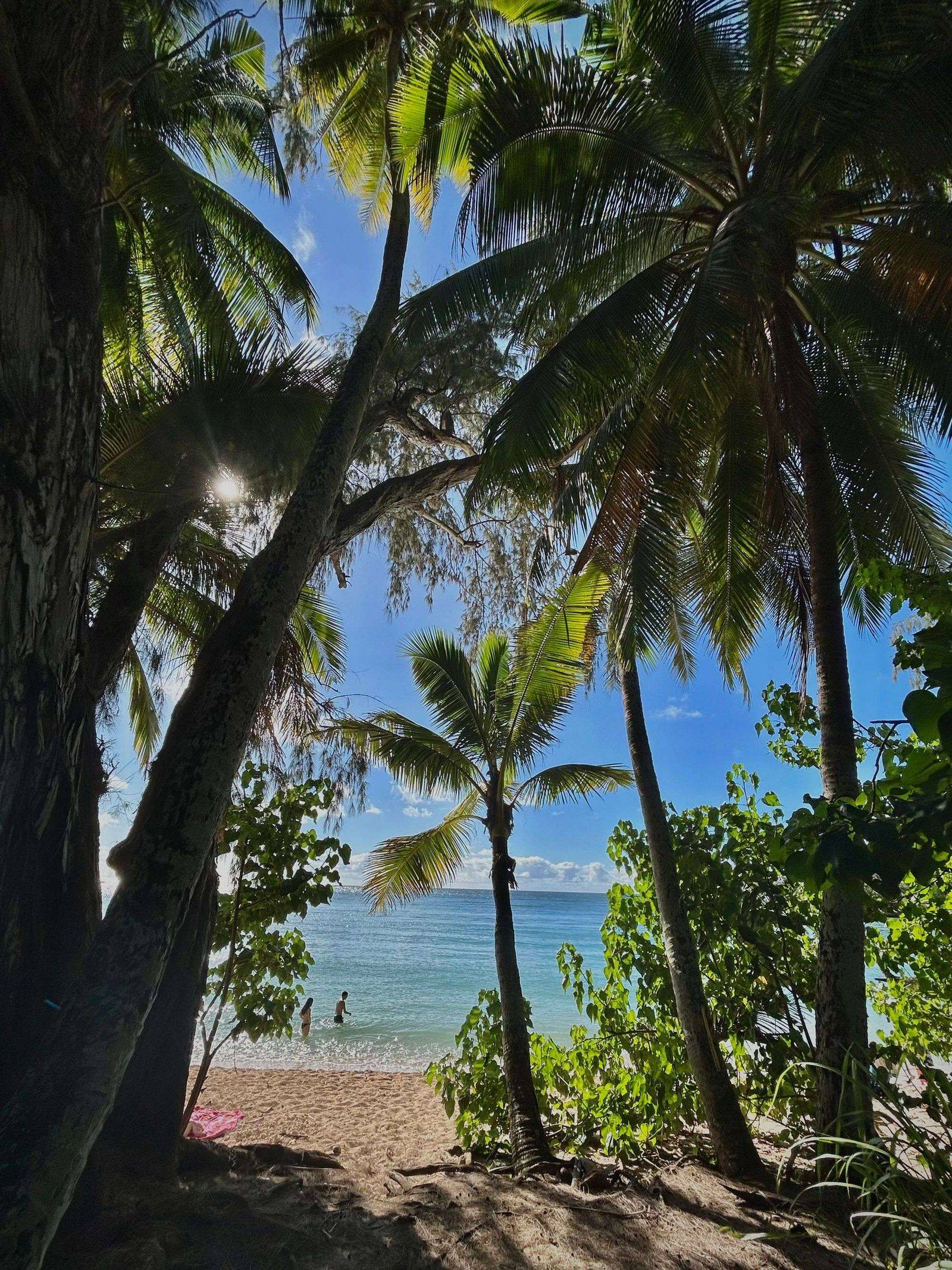 A tropical beach viewed through shaded palms