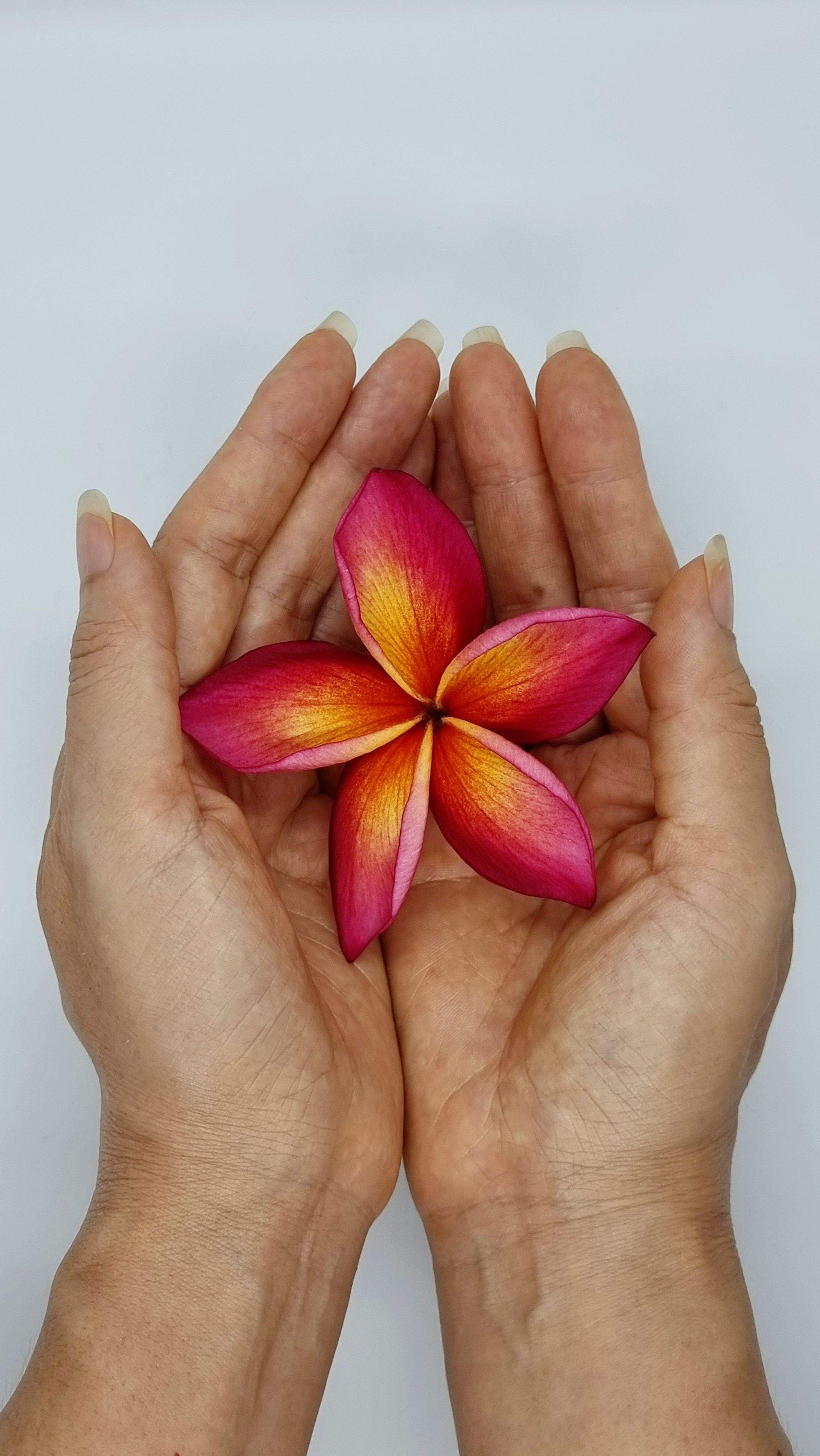 Hands cradling a white frangipani blossom