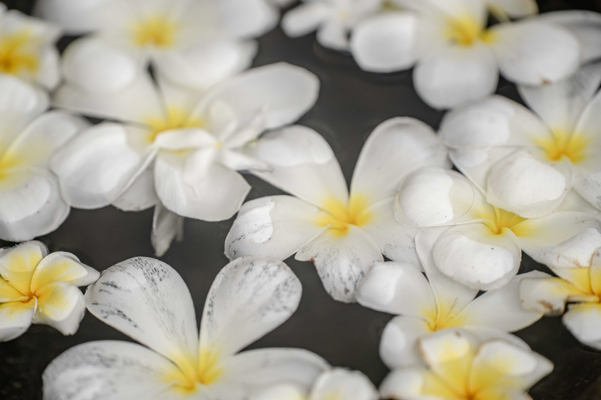 Frangipani blossoms resting on golden water