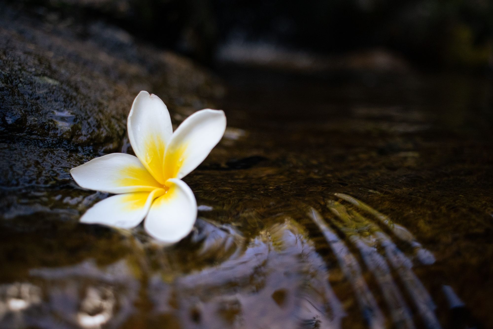 A single frangipani blossom resting on rippled water