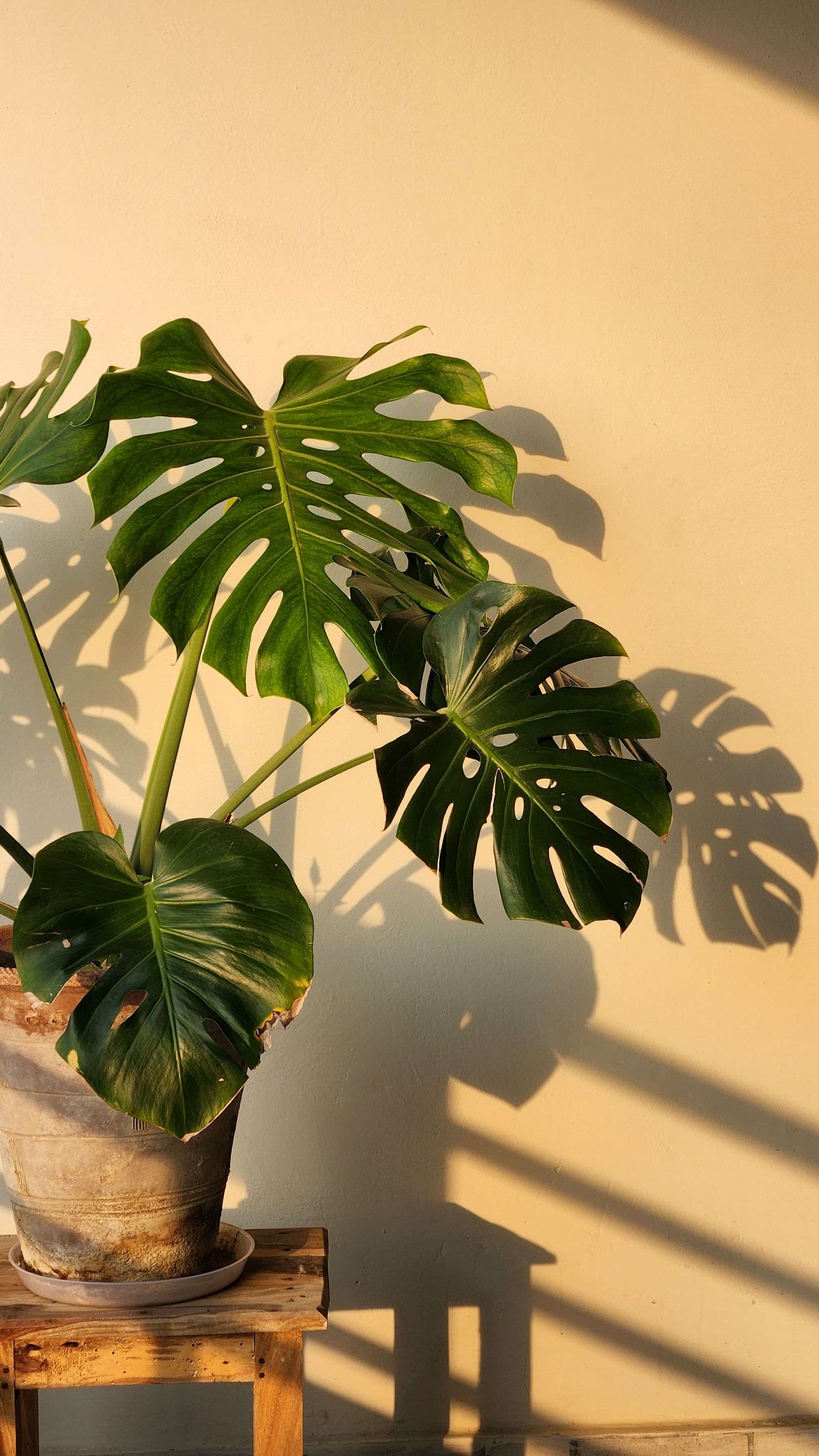 Sunlit monstera leaves on a golden-hour balcony