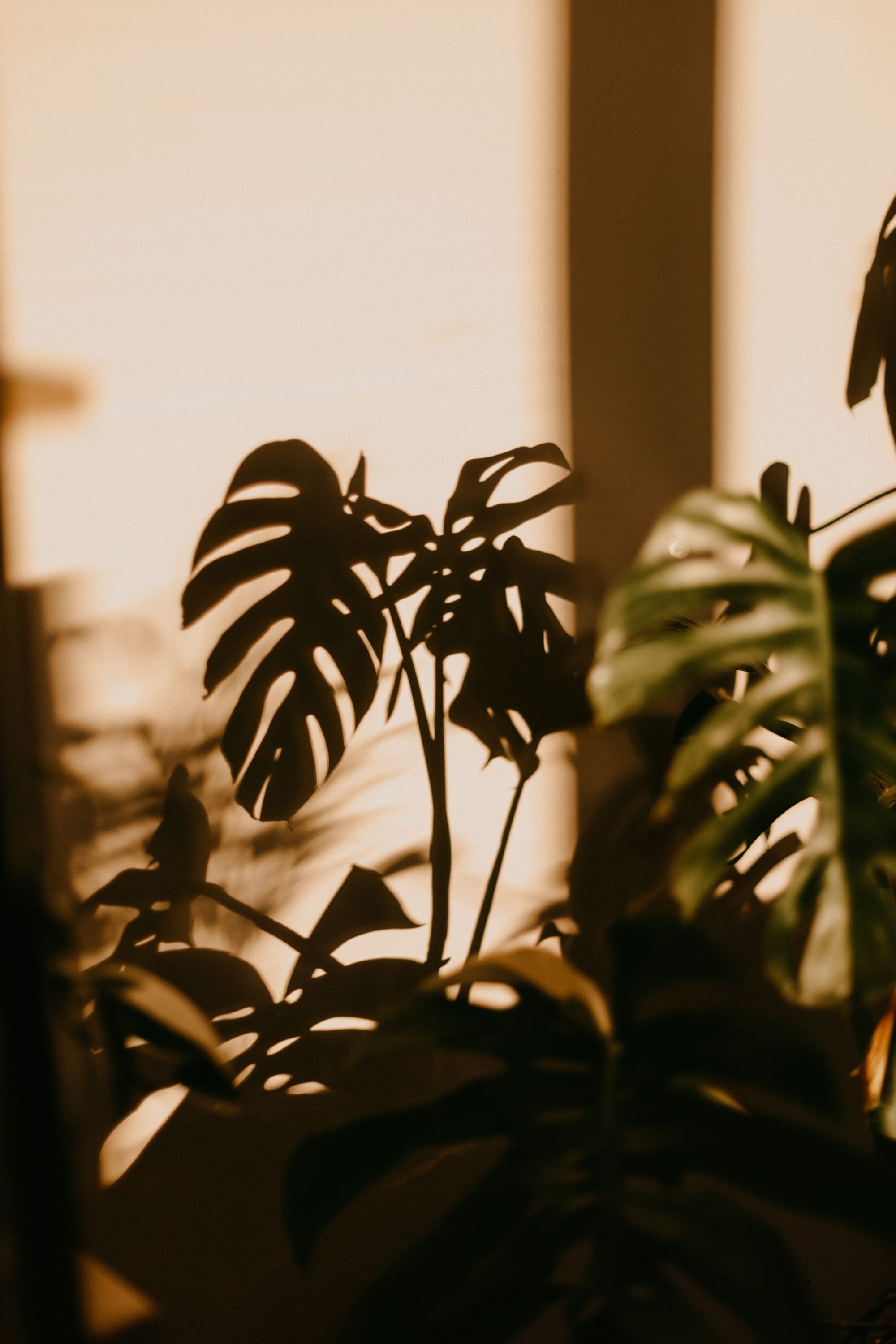 Monstera leaves and warm sunlight creating a quiet tropical welcome