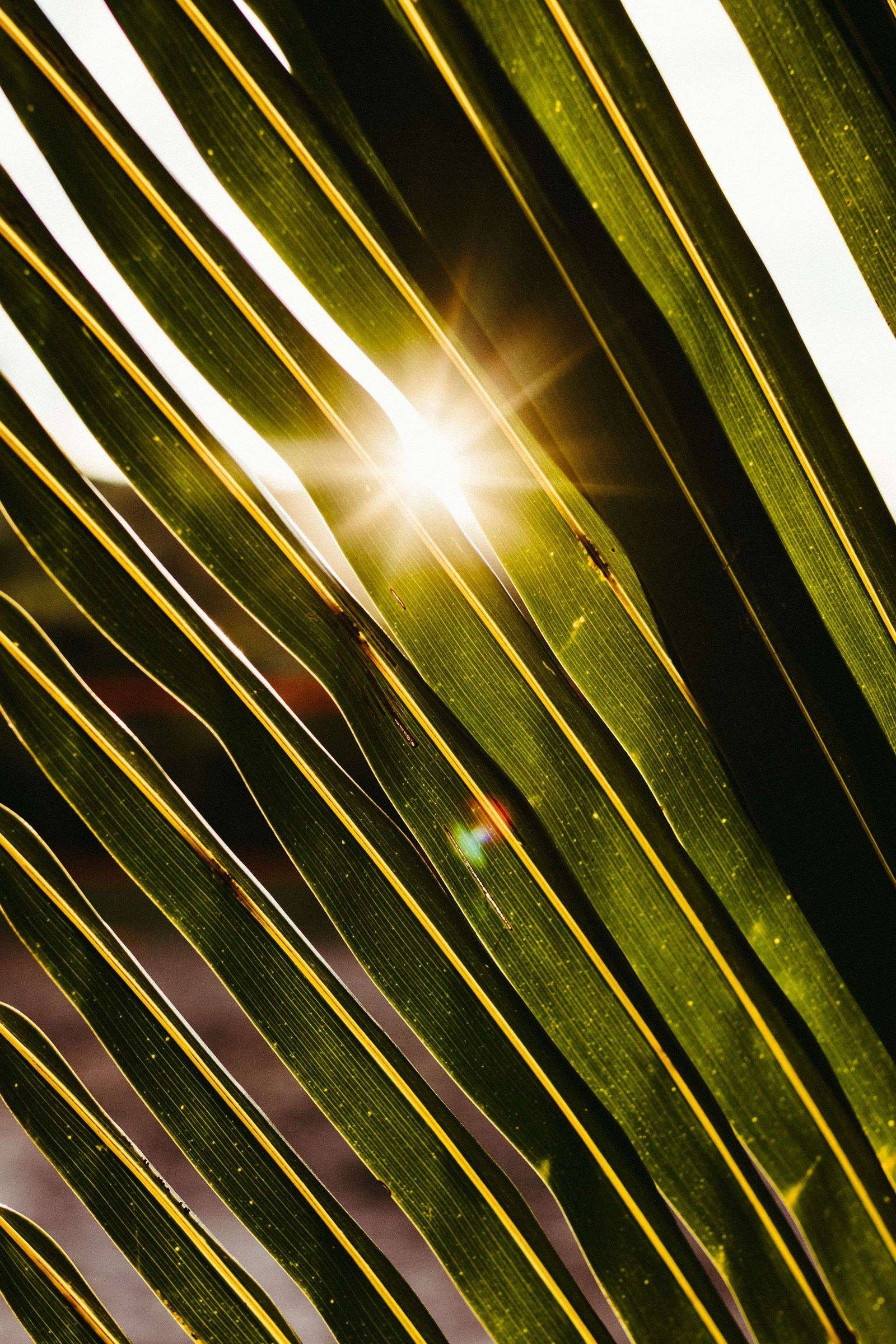 Sunlight filtering through palm fronds at sunset
