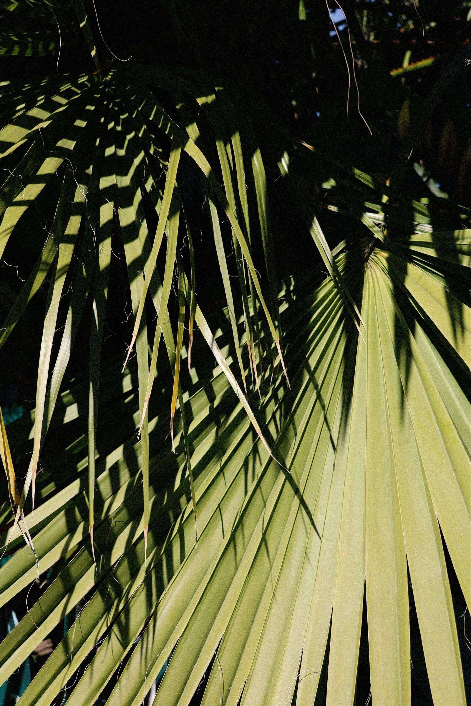 Palm leaves casting sharp shadows in sunlight