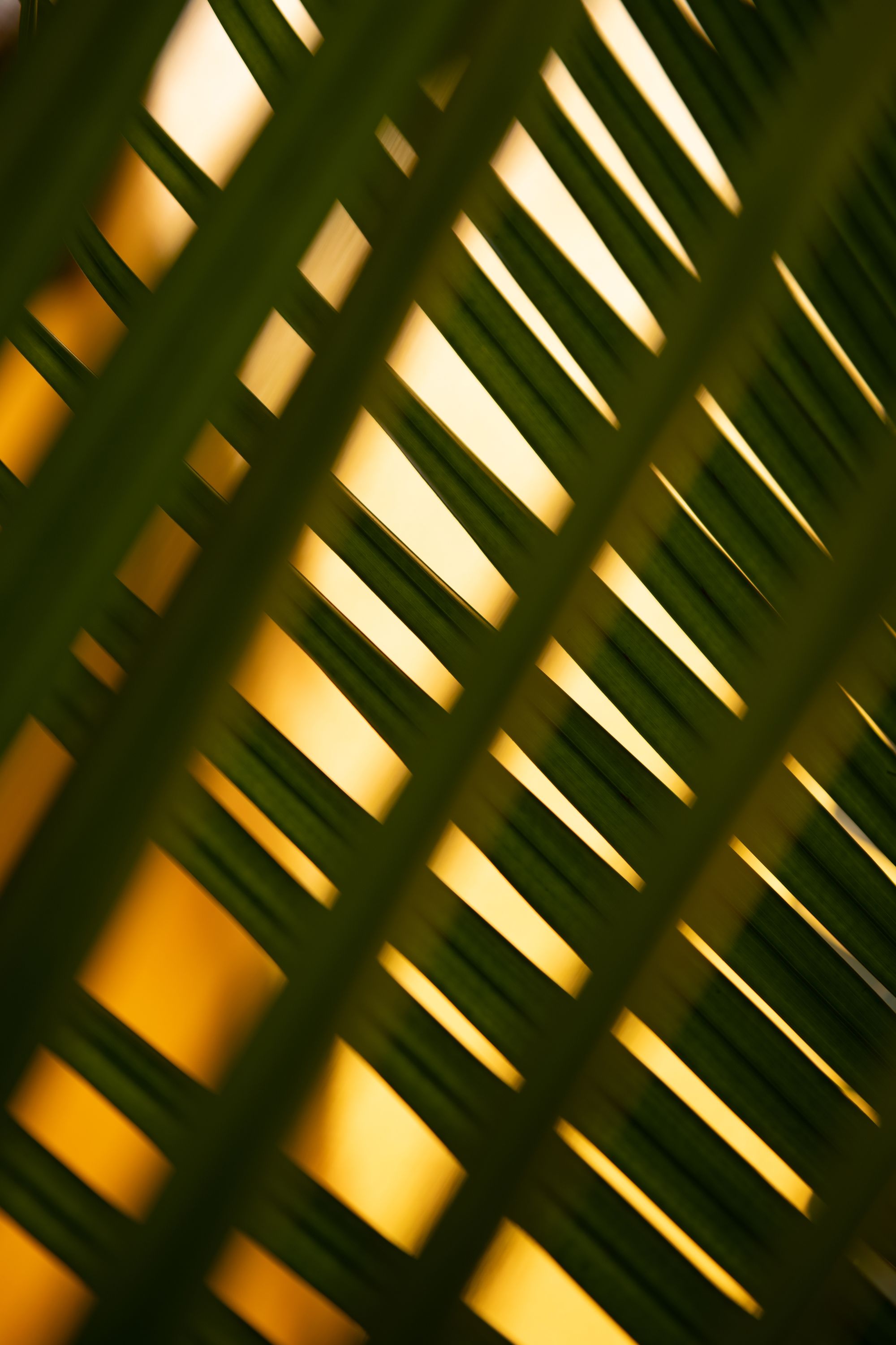 Warm light and shadow across tropical palm leaves
