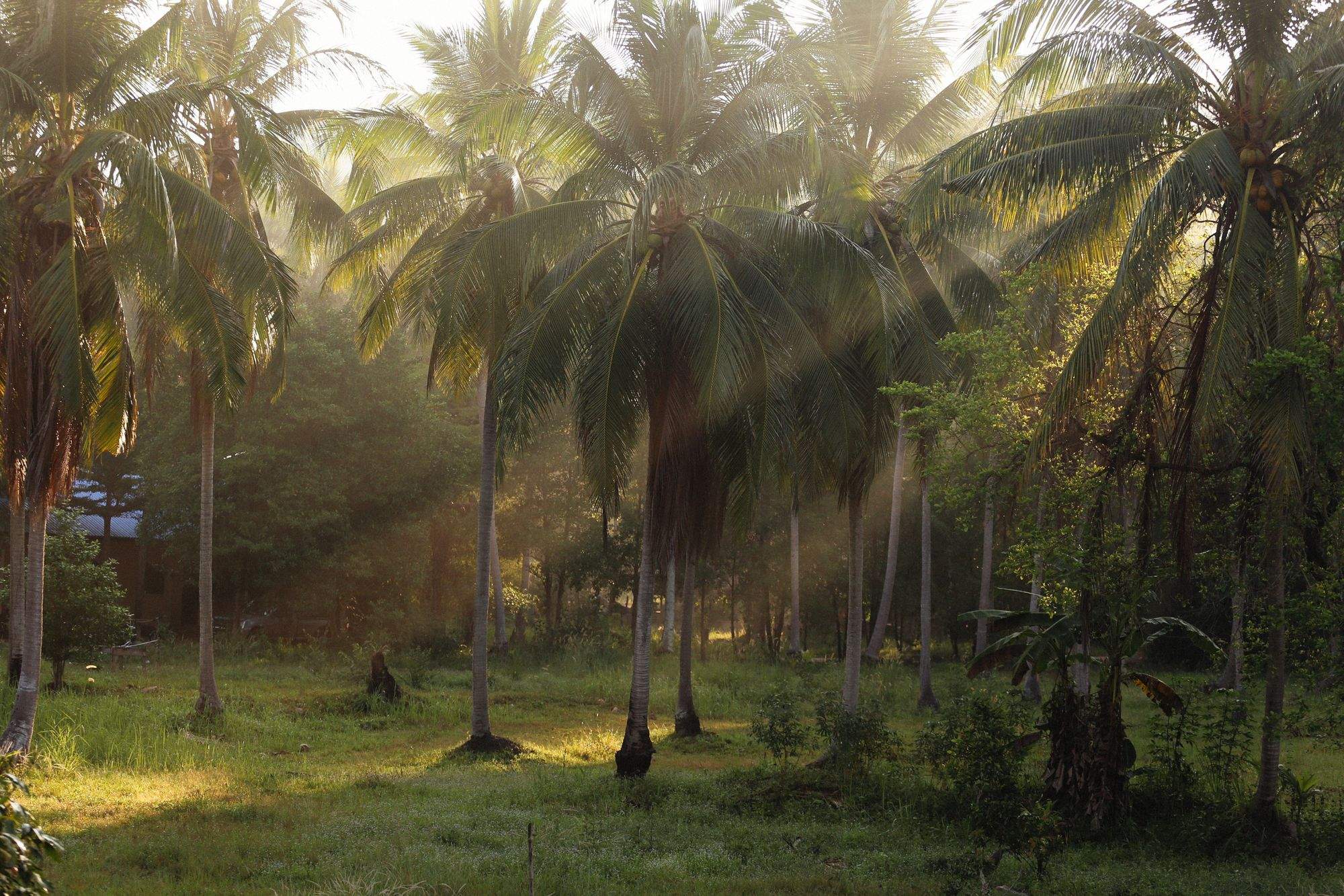 Palm forest lit by warm daylight